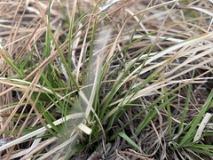 Carex filifolia