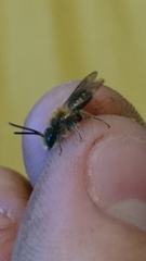 Andrena fulva