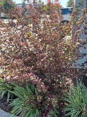Magnoliopsida
