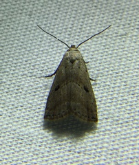 Hypenodes fractilinea