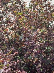 Magnoliopsida