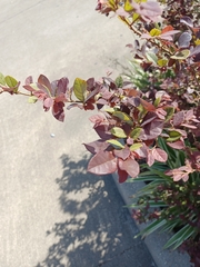Magnoliopsida
