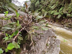 Epidendrum nocturnum