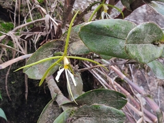 Epidendrum nocturnum