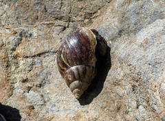 Achatina