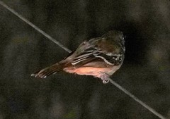 Thamnophilus pelzelni