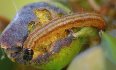 Dichomeris juniperella