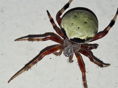 Araneus horizonte