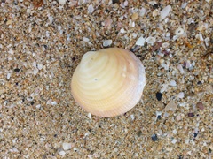 Glycymeris glycymeris