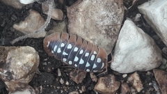 Armadillidium werneri