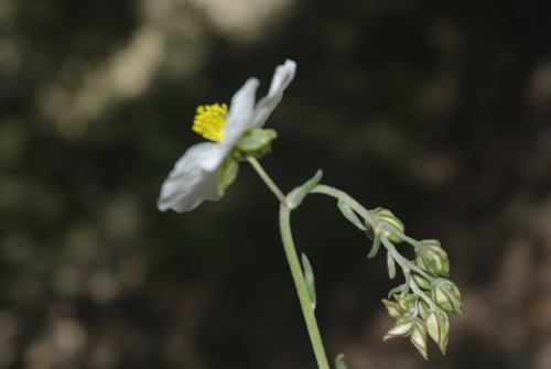 Helianthemum pergamaceum
