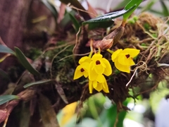 Scaphyglottis aurea