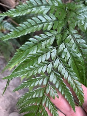 Arachniodes aristata