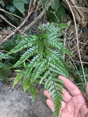 Arachniodes aristata