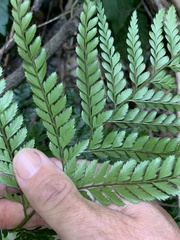 Arachniodes aristata