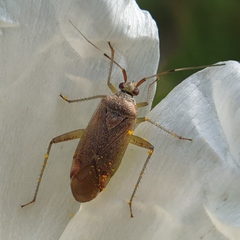 Closterotomus annulus