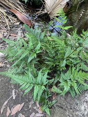 Arachniodes aristata