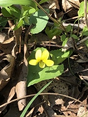 Viola eriocarpa