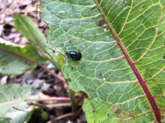 Gastrophysa atrocyanea