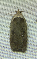 Agonopterix clemensella