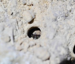 Neocicindela latecincta