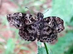 Gorgythion begga begga