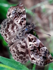 Gorgythion begga begga