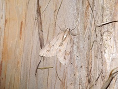 Pseudocoremia lupinata