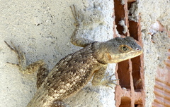 Tropidurus hispidus
