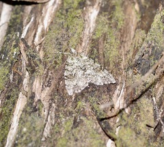 Pseudocoremia suavis