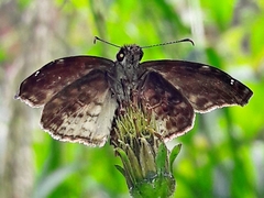 Gorgythion begga begga