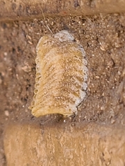 Iris oratoria