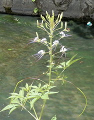 Tarenaya longicarpa