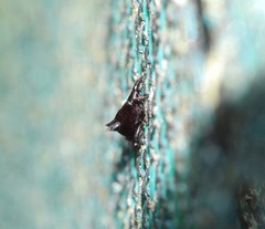 Scolopterus penicillatus