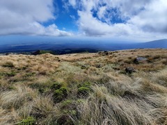 Celmisia major brevis