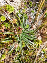 Celmisia major brevis