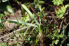 Xerophyta retinervis