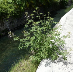 Tarenaya longicarpa