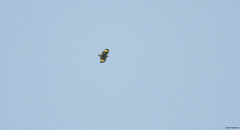 Buteogallus urubitinga