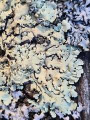 Flavoparmelia soredians