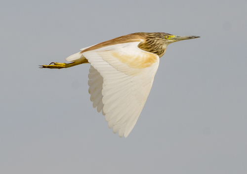 Squacco Heron