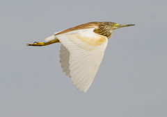 Squacco Heron photo 5