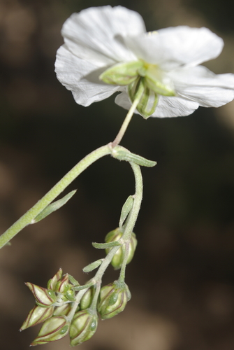 Helianthemum pergamaceum image