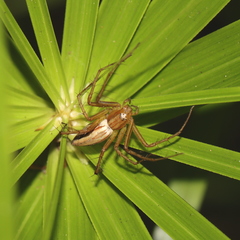 Oxyopes papuanus