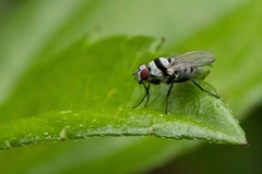 Anthomyia silvestris
