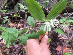Prosartes maculata