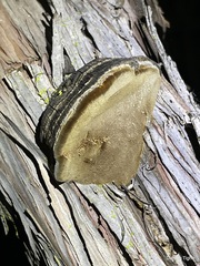 Phellinus arctostaphyli