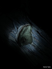 Phellinus arctostaphyli