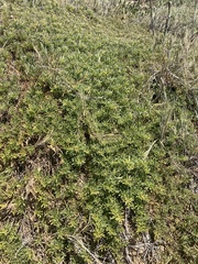 Myoporum parvifolium