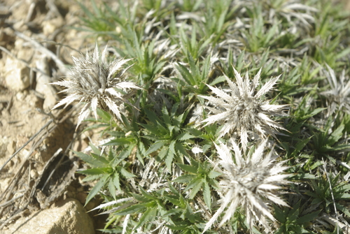 Atractylis caespitosa
